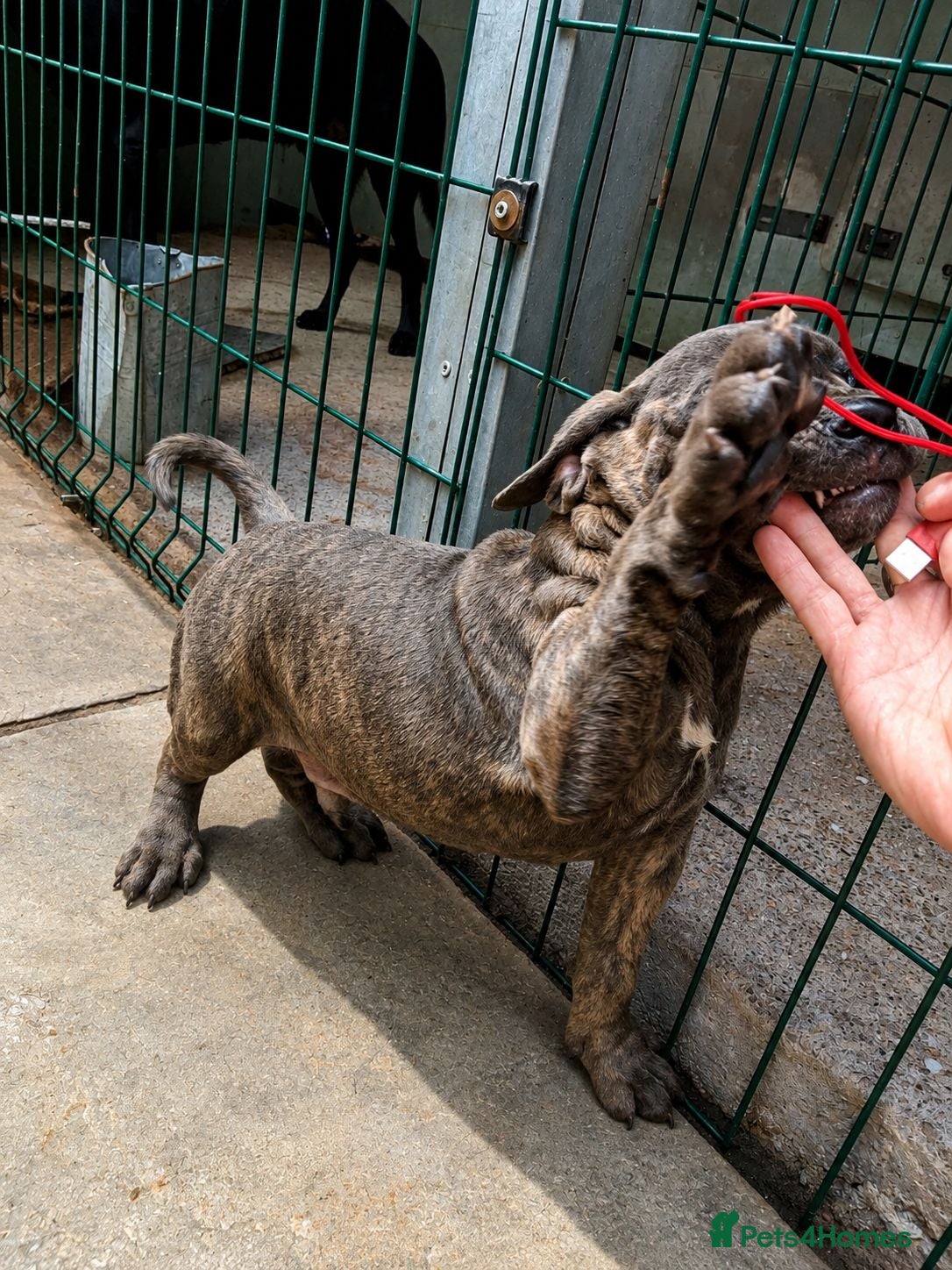 Cane Corso dogs ICCF Registered 8th gen 🧬🏆 Cane Corso pups. - Advert 2