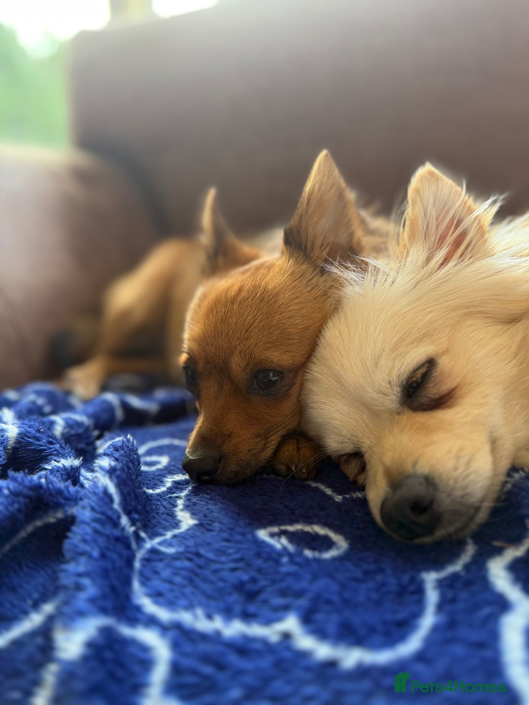 Pomeranian dogs for sale:  Adorable Pomeranian puppies  - Image 18