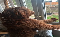 Irish Doodle dogs for sale: 1 year old setterpoo/Irish doodle - Image 5