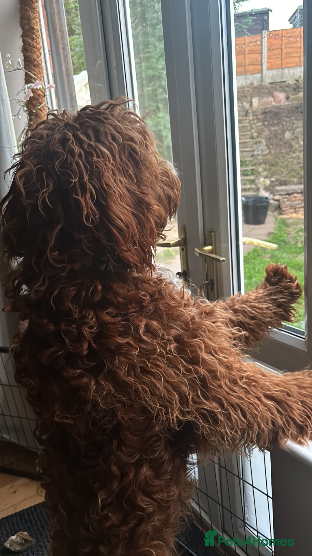 Irish Doodle dogs for sale: 1 year old setterpoo/Irish doodle - Image 5