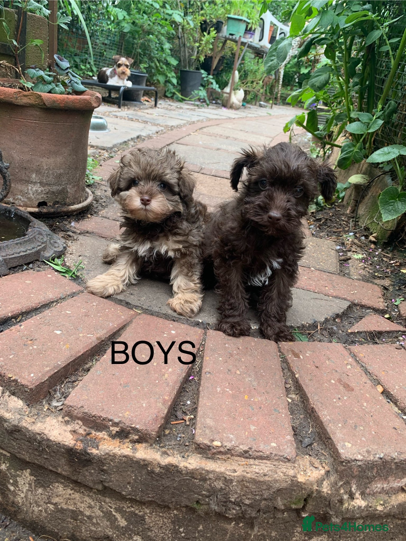 Schnoodle dogs Tiny Schnoodle Puppies 💙+ 🩷 - Advert 4