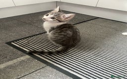 Bengal cats for sale: Three Beautiful Bengal Cross Kittens (boys)  - Image 2