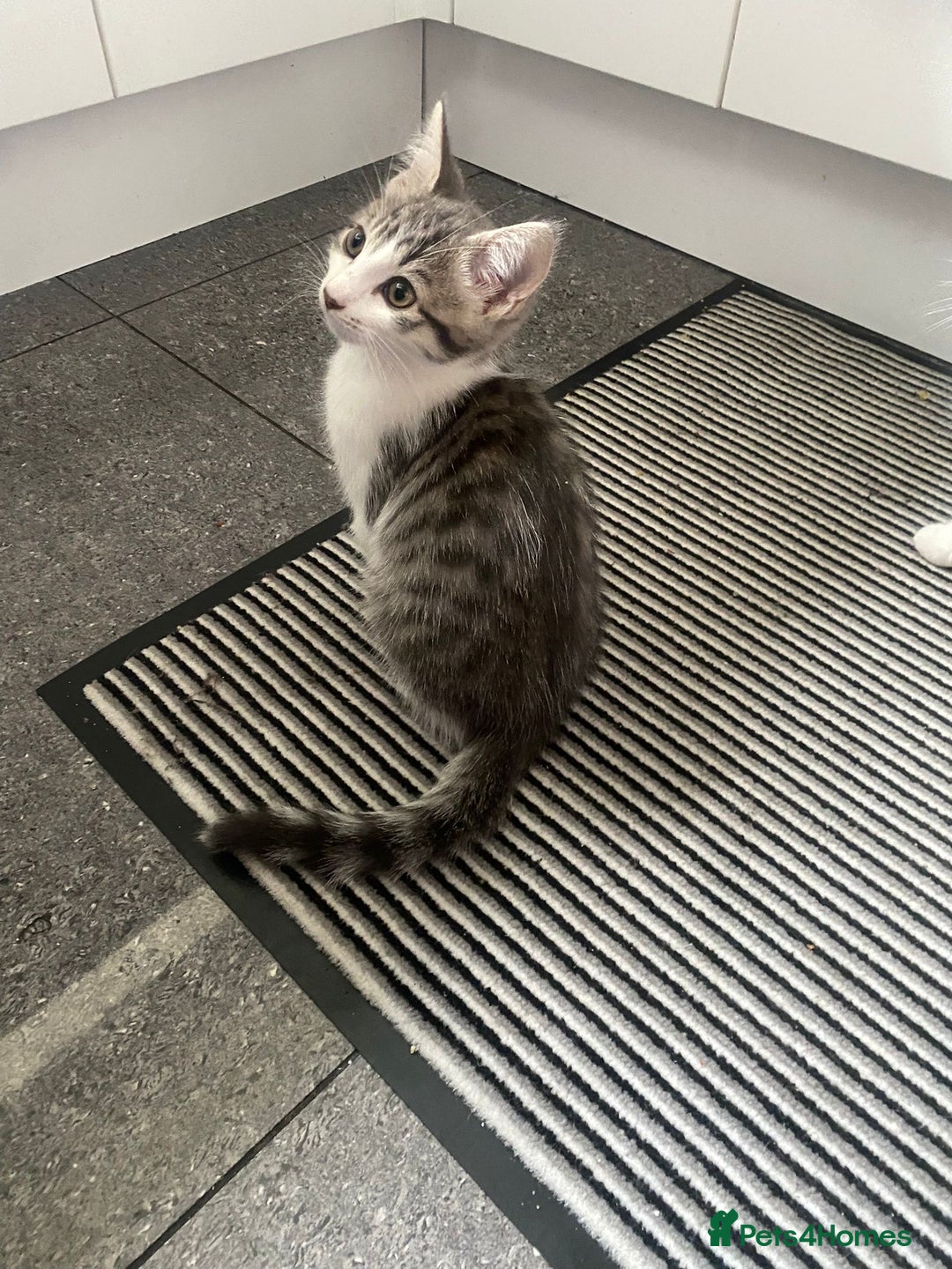 Bengal cats for sale: Three Beautiful Bengal Cross Kittens (boys)  - Image 2