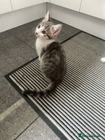 Bengal cats Three Beautiful Bengal Cross Kittens (boys) - Advert 2