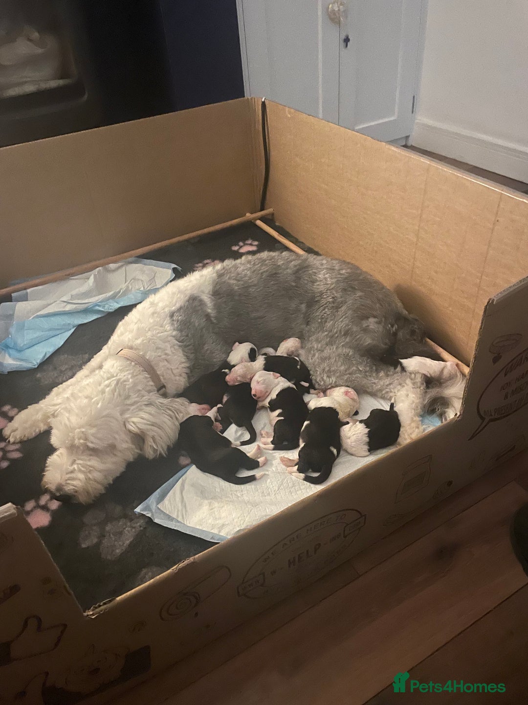 Old English Sheepdog dogs for sale: Old English puppies - Image 1
