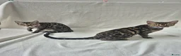 Bengal cats for sale: Purebred SUPER CUDDLY Bengal kittens! ONE LEFT!  - Advert 10