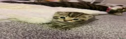 Mixed Breed cats for sale: Six gorgeous tabby kittens for sale! - Advert 1
