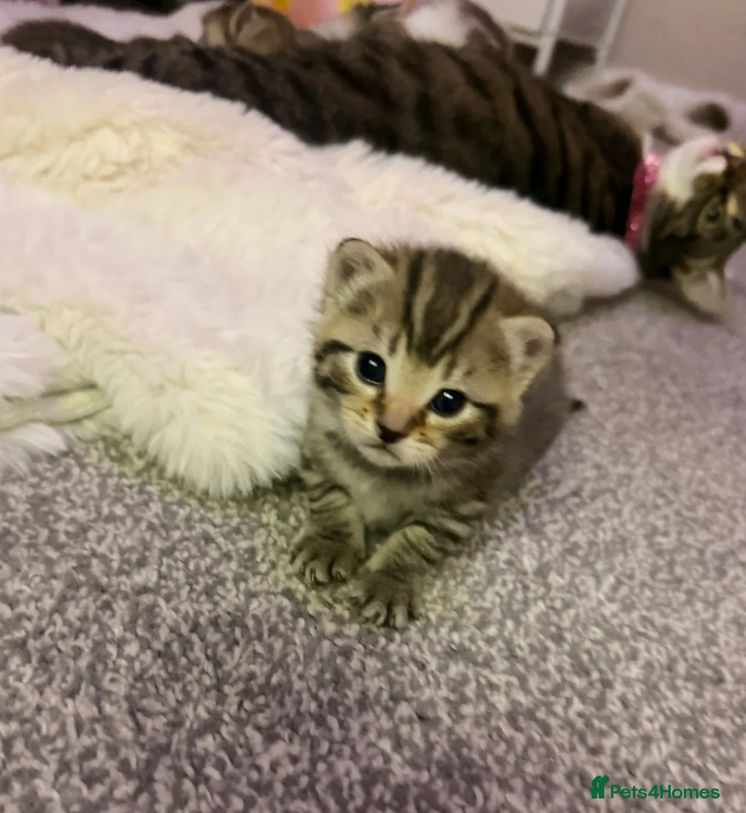 Mixed Breed cats for sale: Six gorgeous tabby kittens for sale! - Advert 1