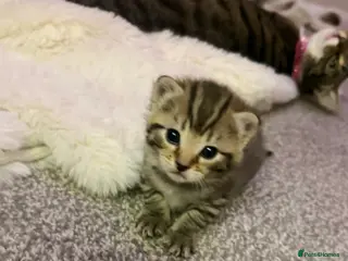 Mixed Breed cats Six gorgeous tabby kittens for sale! - Advert 5
