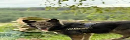 Mixed Breed dogs for sale: 5 x collie x husky x sheperd puppies in Newcastle upon Tyne - Advert 7