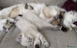 Ragdoll cats for sale: Beautiful blue lynx girlie.  - Image 11