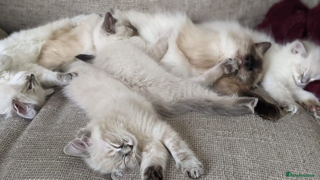 Ragdoll cats for sale: Beautiful blue lynx girlie.  - Image 11