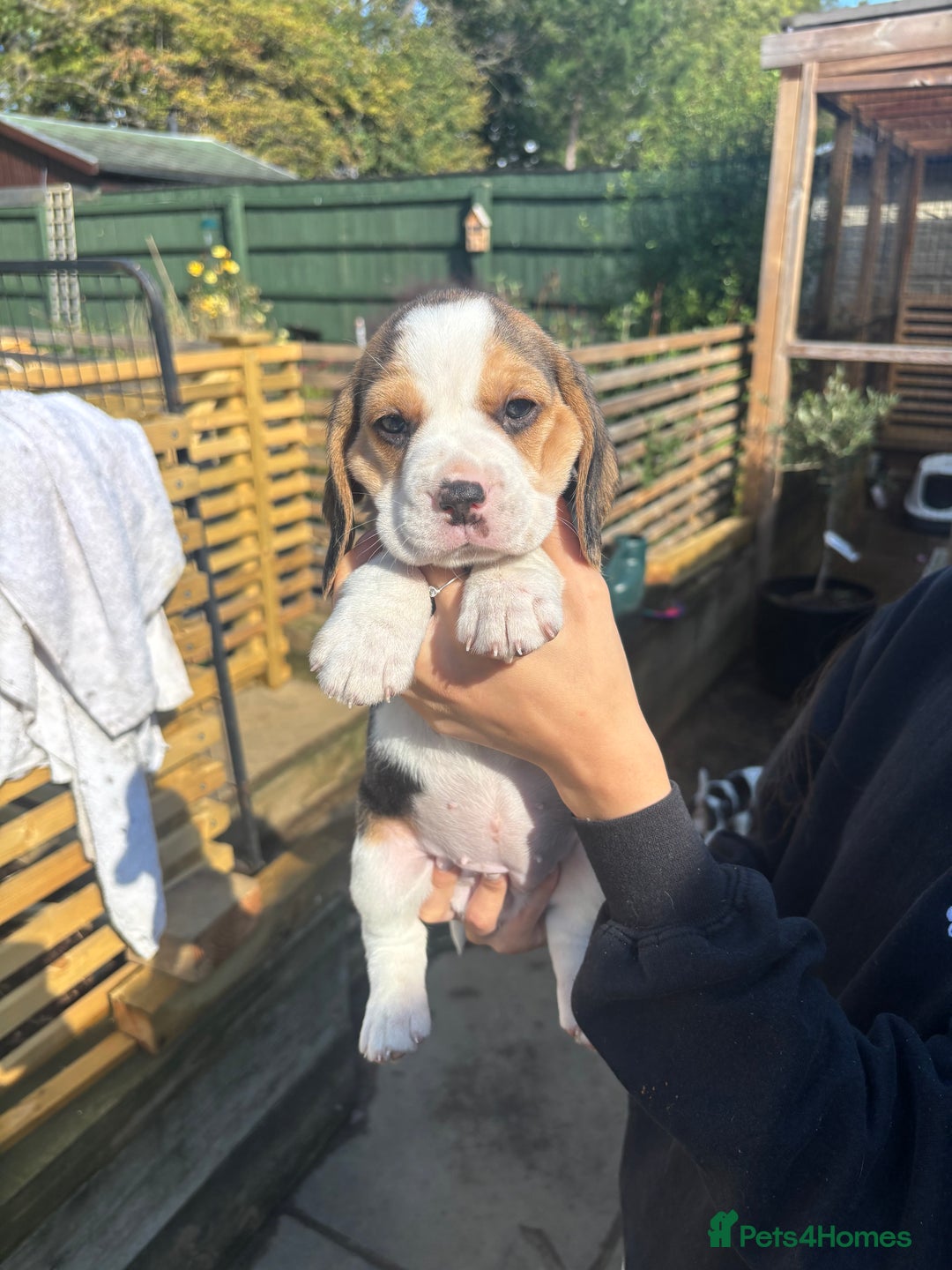 Beagle dogs for sale: Champion Sired KC reg Beagle Puppies - Image 3