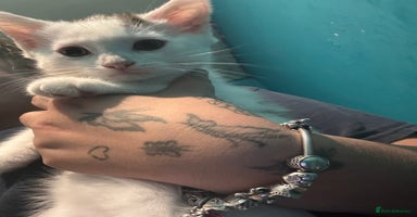 Mixed Breed cats - Advert 13