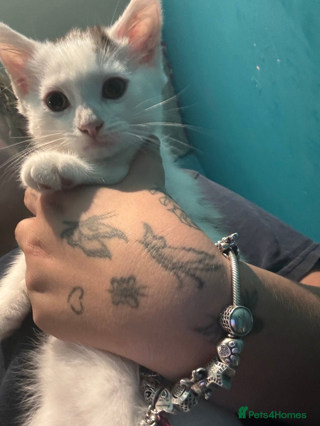 Mixed Breed cats for sale: Girl kitten  - Image 3