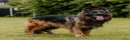German Shepherd dogs for sale: 2 healthy straight back KC registered male GSP's  - Advert 17