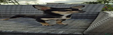 Chihuahua 1