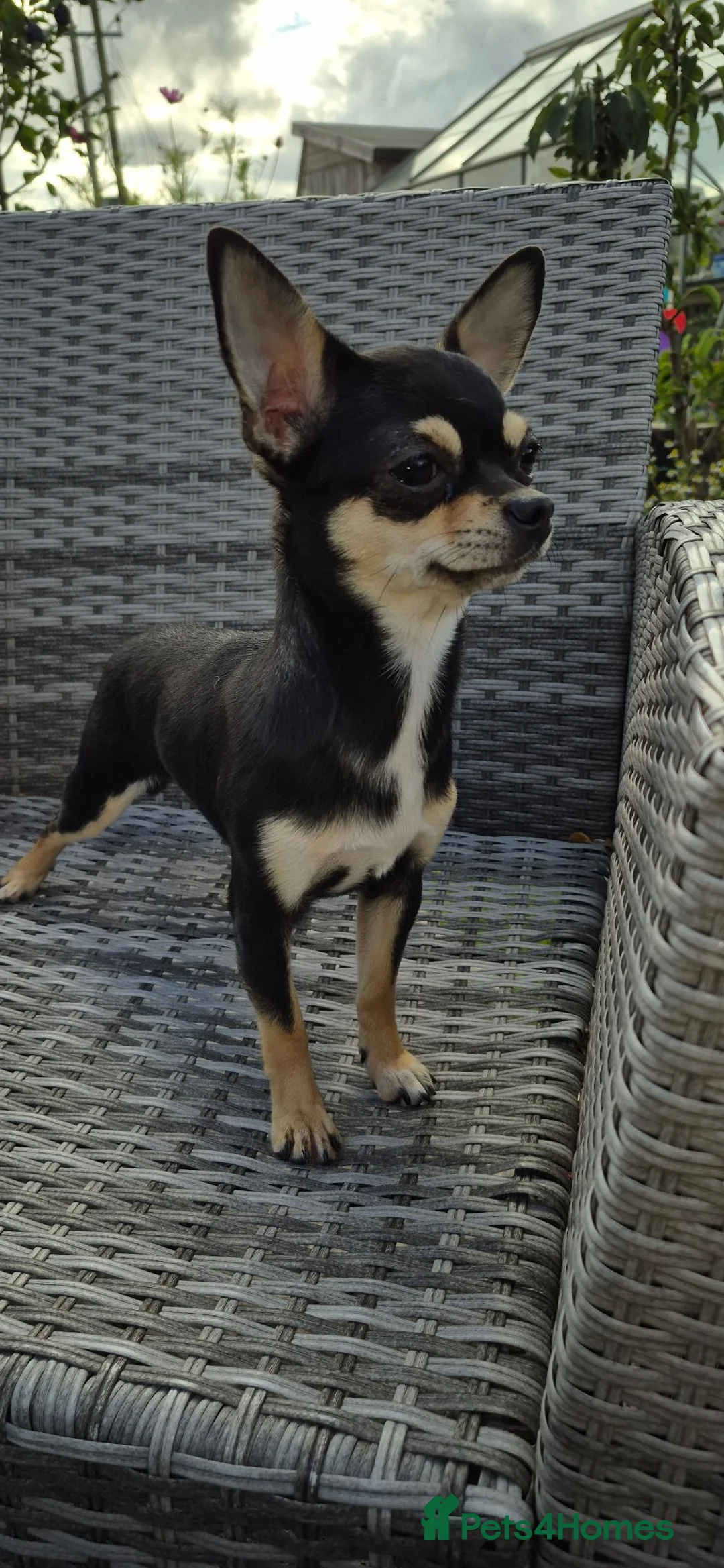 Chihuahua dogs for sale: Beautiful Small Chihuahua Girl Available  - Advert 5