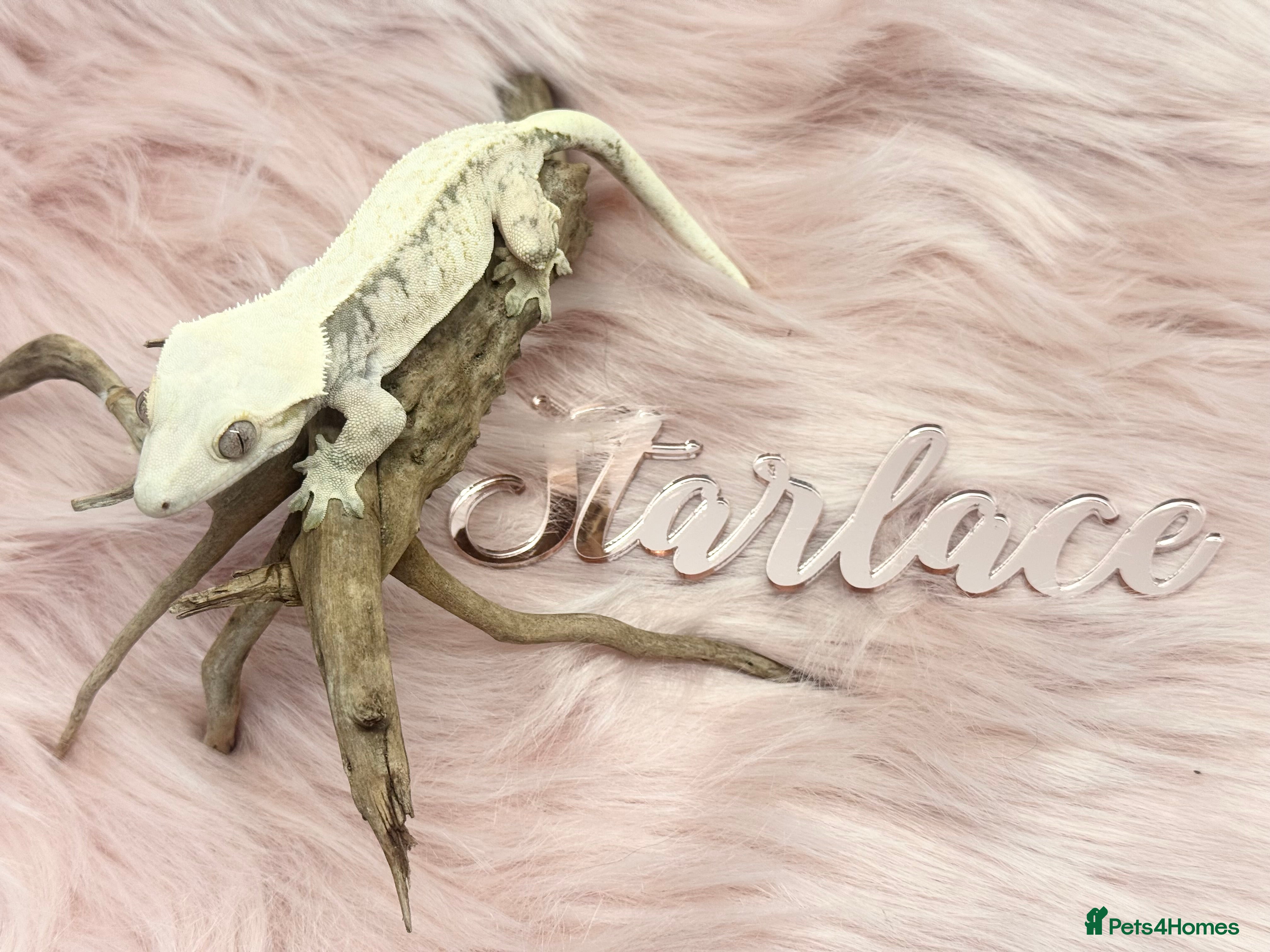 Gecko reptiles UPDATED Cream Female High End Morphs with set up - Advert 20