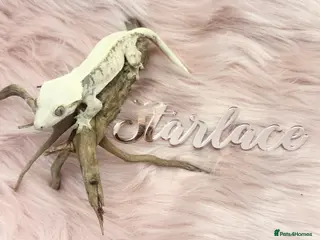 Gecko reptiles UPDATED Cream Female High End Morphs with set up - Advert 20