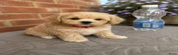 Maltipoo dogs for sale: ⭐Tiny Maltipoo Puppies |Maltese x Asian Toy Poodle - Advert 6