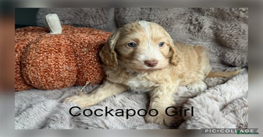Cockapoo dogs - Advert 2