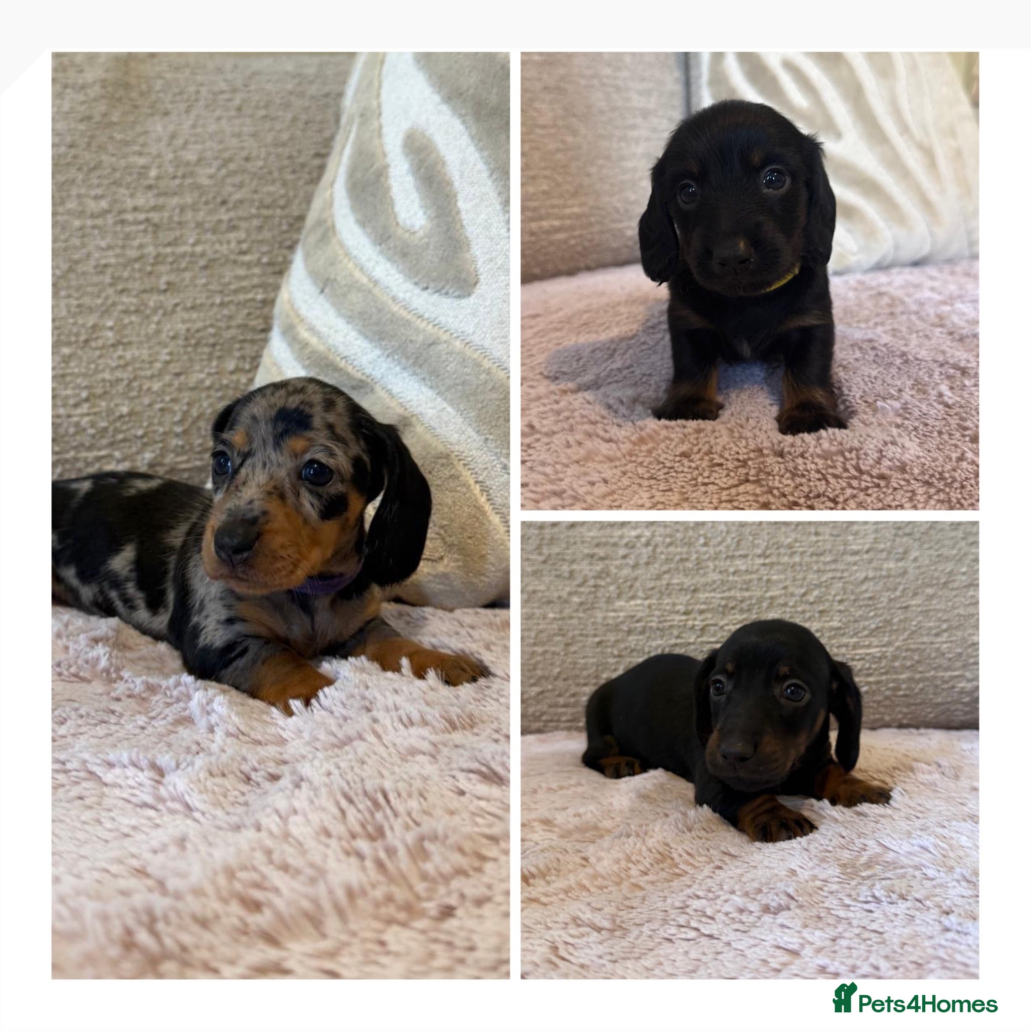 Miniature Dachshund dogs Long hair/short hair miniature dachshund💖 - Advert 1