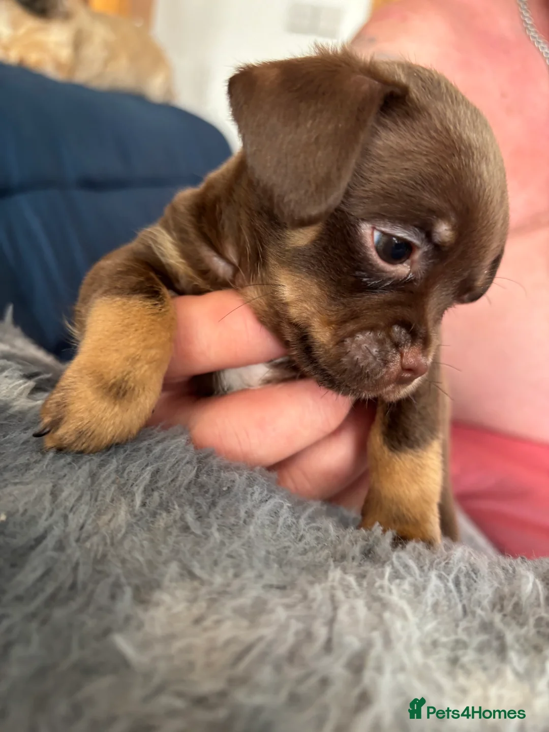 Mixed Breed dogs for sale: Imperial Shitzu cross Russian toy terrier tiny gir - Advert 30