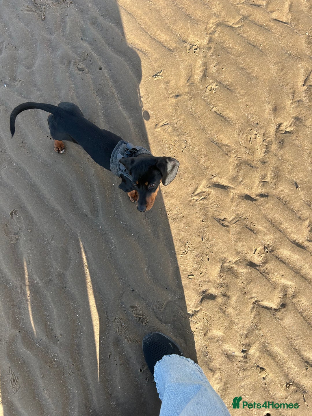 Miniature Dachshund dogs for sale: Dolly 1 year old  - Advert 5