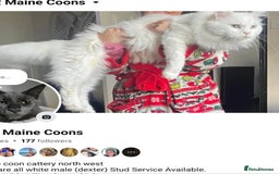 Ragdoll cats for sale: Beautiful pale ginger Ragdoll X Maine Coon boy - Image 17