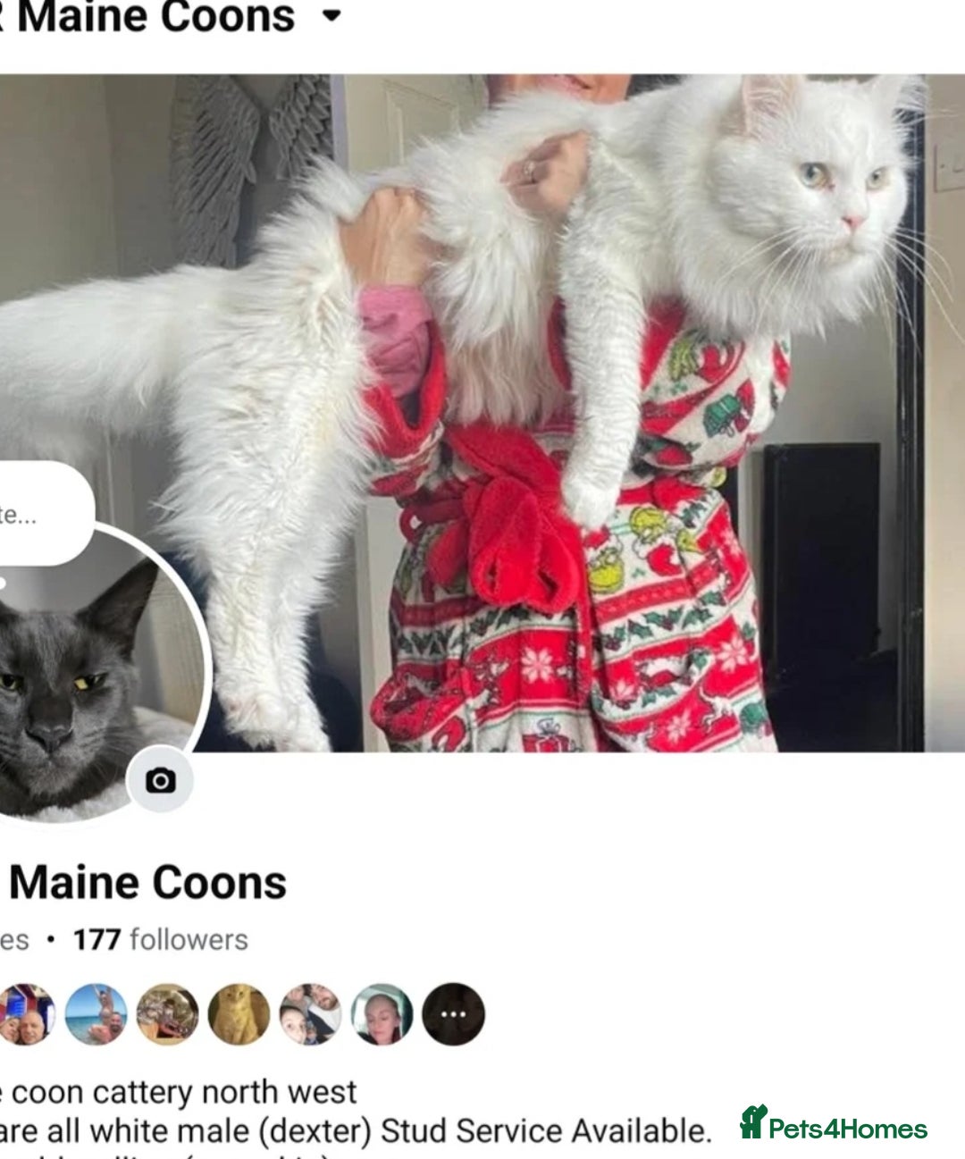 Ragdoll cats for sale: Beautiful pale ginger Ragdoll X Maine Coon boy - Image 17