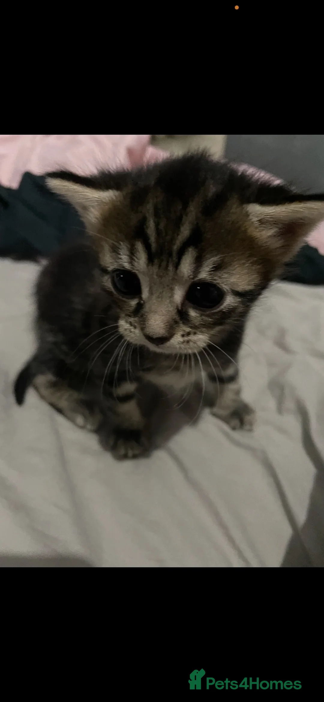 Mixed Breed cats for sale: Kittens for sale in Leigh-on-Sea - Advert 2