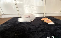 Pomeranian dogs for sale: Very Tiny🧸 Teddy Face🐻Top Quality 🔥 - Image 8