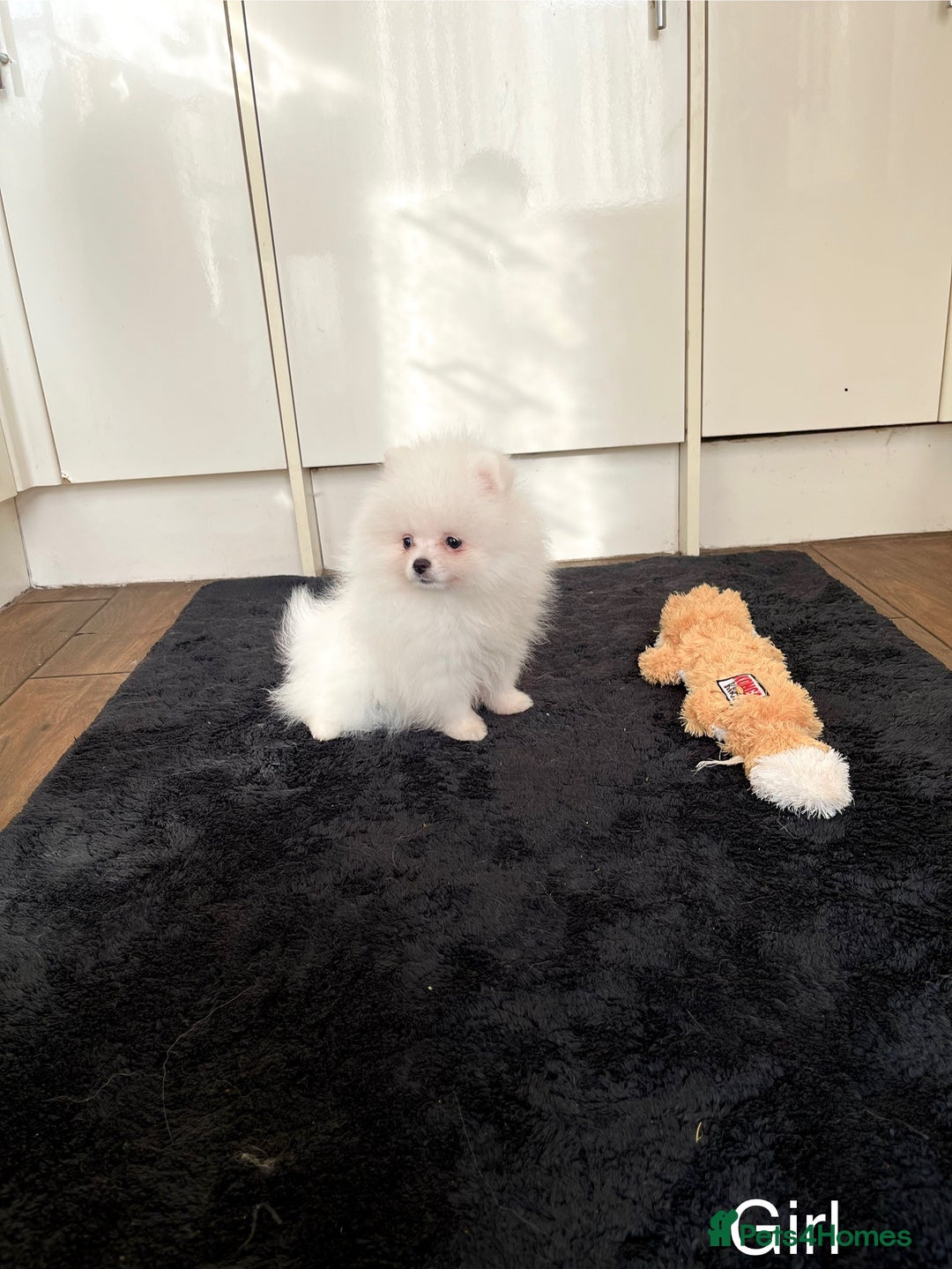 Pomeranian dogs for sale: Very Tiny🧸 Teddy Face🐻Top Quality 🔥 - Image 8