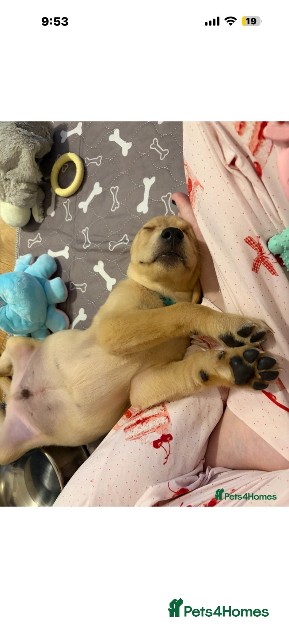 Goldador dogs 🐾 Stunning Goldador puppies 1 boy available 🐾 - Advert 2