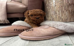 Toy Poodle dogs for sale: Tiny red toy poodles  - Image 2