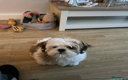 Mixed Breed dogs for sale: Shihtzu crossed with lhasa apso - Image 2