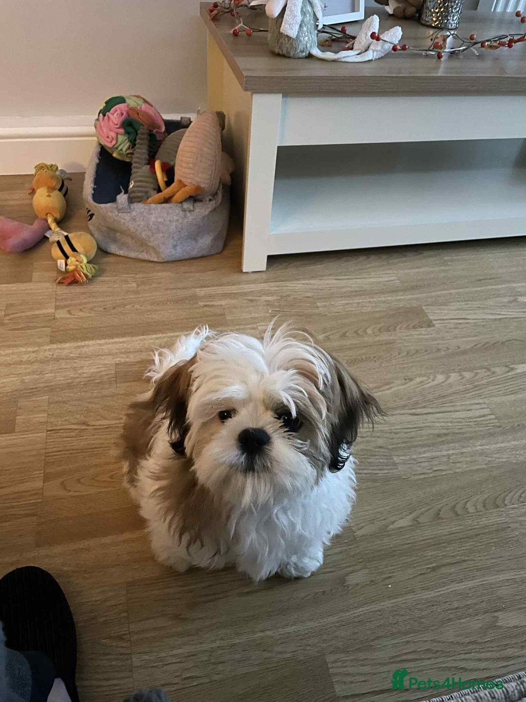 Mixed Breed dogs for sale: Shihtzu crossed with lhasa apso - Image 2
