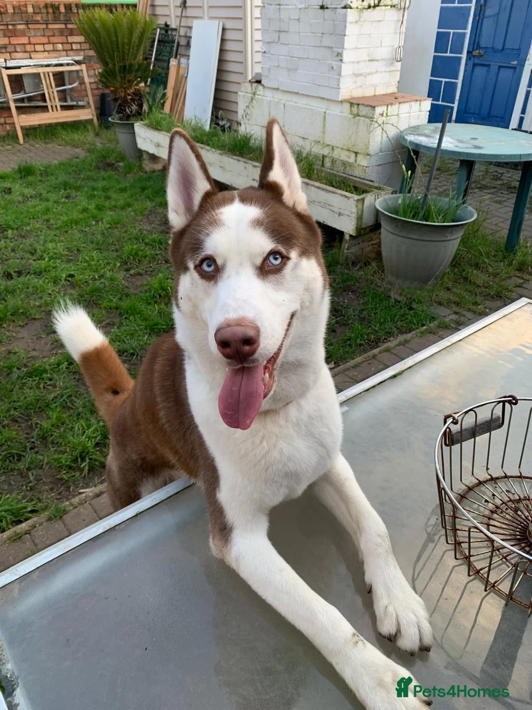 Siberian Husky dogs for sale: Laldro - 1 Year Old Husky Looking for a Home - Advert 1