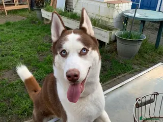 Siberian Husky dogs Laldro - 1 Year Old Husky Looking for a Home - Advert 1