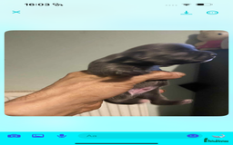 Chihuahua dogs for sale: Chihuahua puppies - Image 6