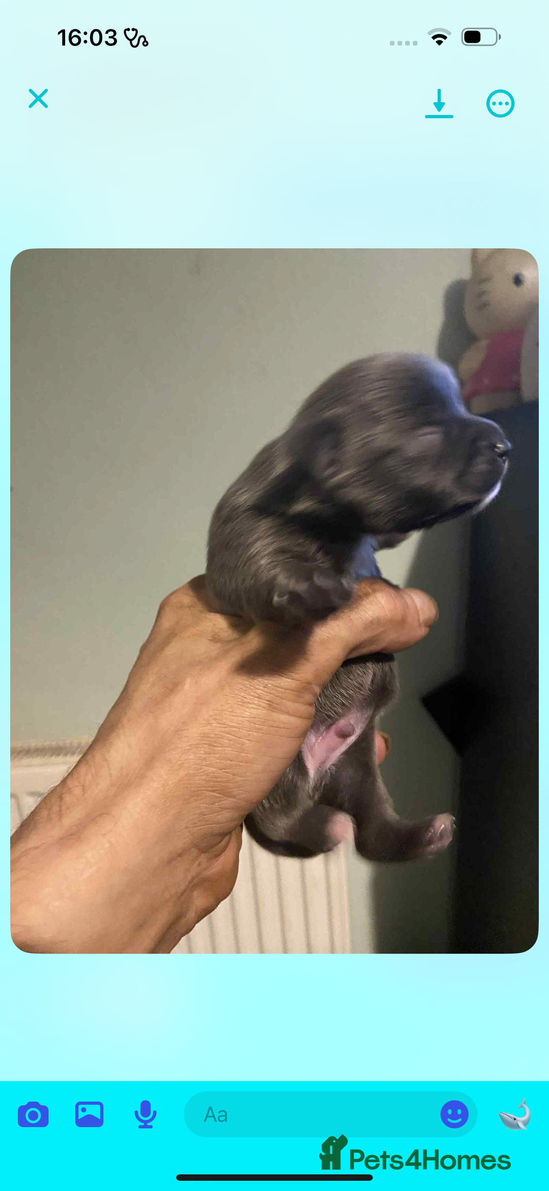 Chihuahua dogs for sale: Chihuahua puppies - Image 6