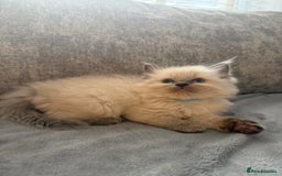 Ragdoll cats for sale: Beautiful Ragdoll Kittens  - Image 13