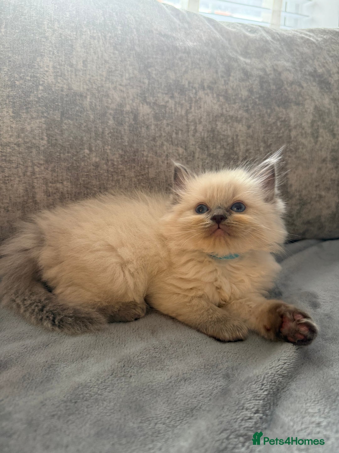 Ragdoll cats for sale: Beautiful Ragdoll Kittens  - Image 13
