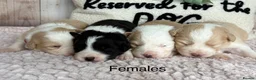 Border Collie dogs for sale: Outstanding KC Show Border Collie Puppies - Advert 3