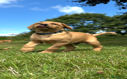 Labrador Retriever dogs for sale: Stunning Fox Red Labrador Puppies - Image 12