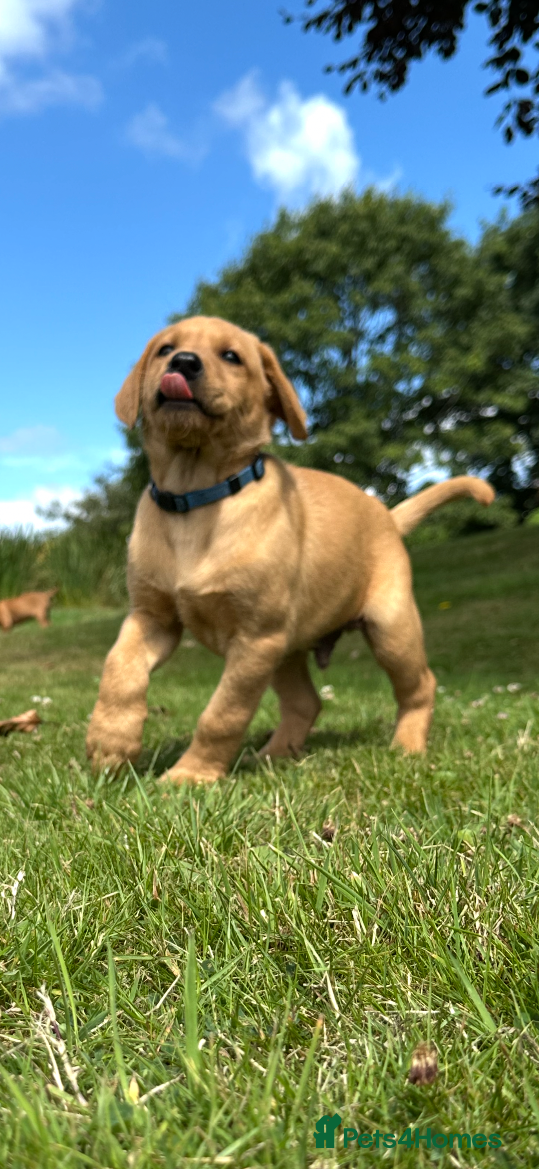 Labrador Retriever dogs for sale: Stunning Fox Red Labrador Puppies - Image 12