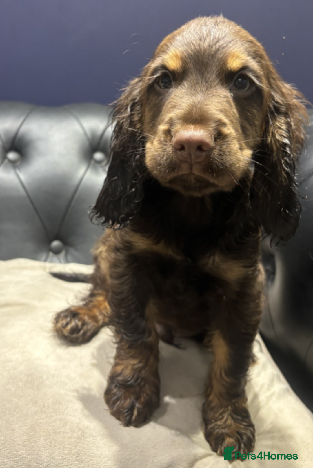 Cocker Spaniel dogs for sale: Advanced Trained Cocker Spaniels  - Advert 3