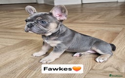 French Bulldog dogs for sale: French bulldog pups *Ready now*  - Image 1