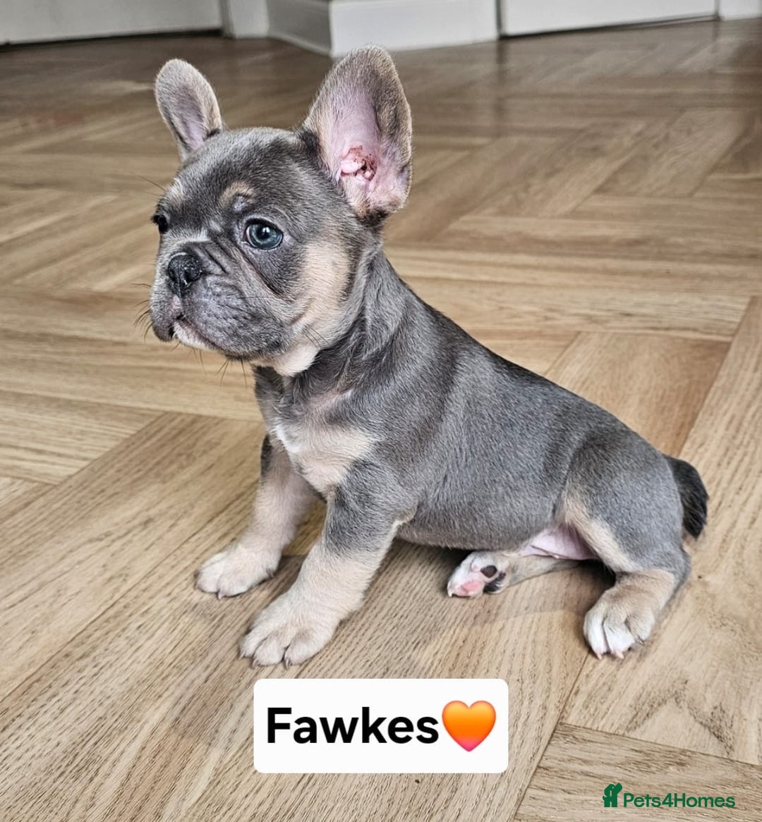 French Bulldog dogs for sale: French bulldog pups *Ready now*  - Image 1